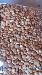 Picked Beans