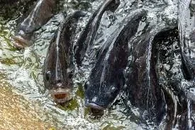 Cat Fishes