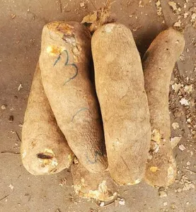 Yam